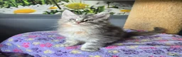 Maine Coon cats for sale: Stunning TICA Maine Coon kittens - Advert 14