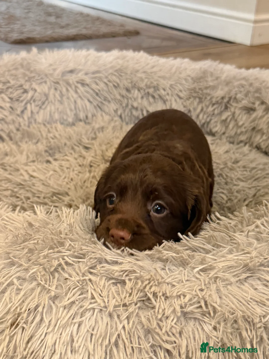 Cocker Spaniel dogs for sale: Working cocker spaniel pups  - Advert 9