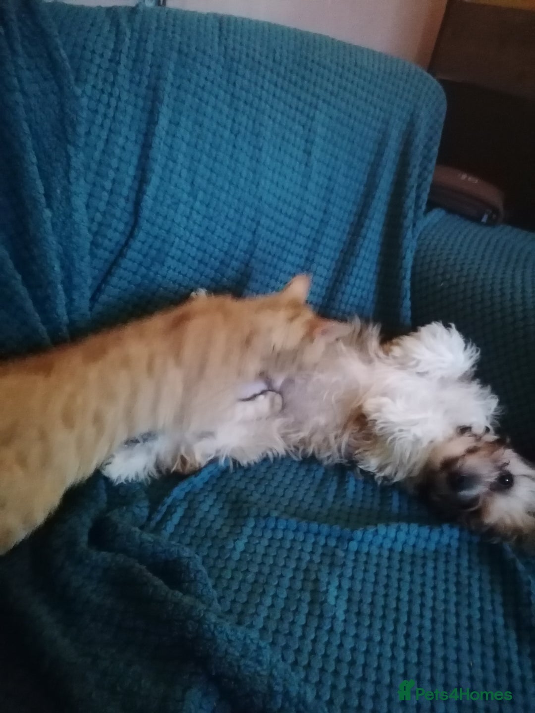 Mixed Breed dogs for sale: Boy puppies  - Image 2