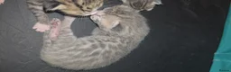Bengal cats for sale: Savannah x bengal ONE MALE LEFT - Advert 32