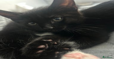 Mixed Breed cats - Advert 16