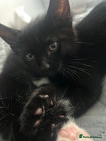 Mixed Breed cats - Advert 5