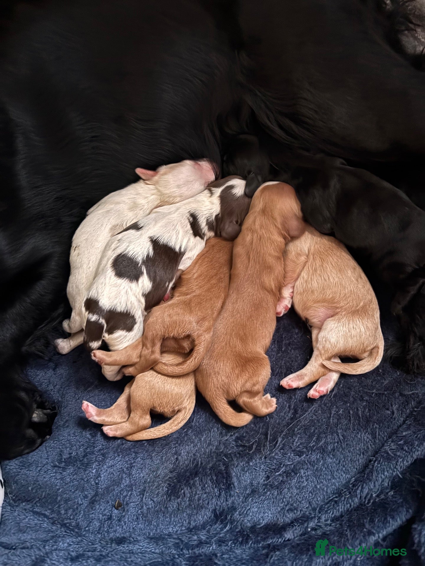 Cocker Spaniel dogs Working cocker spaniel puppies  - Advert 7