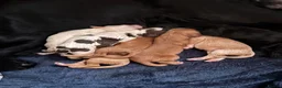 Cocker Spaniel dogs for sale: Working cocker spaniel puppies  - Advert 1