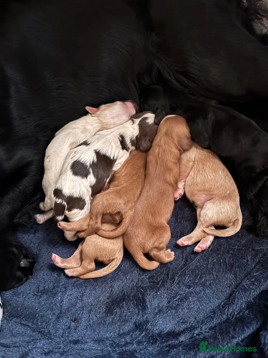 Cocker Spaniel dogs for sale: Working cocker spaniel puppies  - Advert 1
