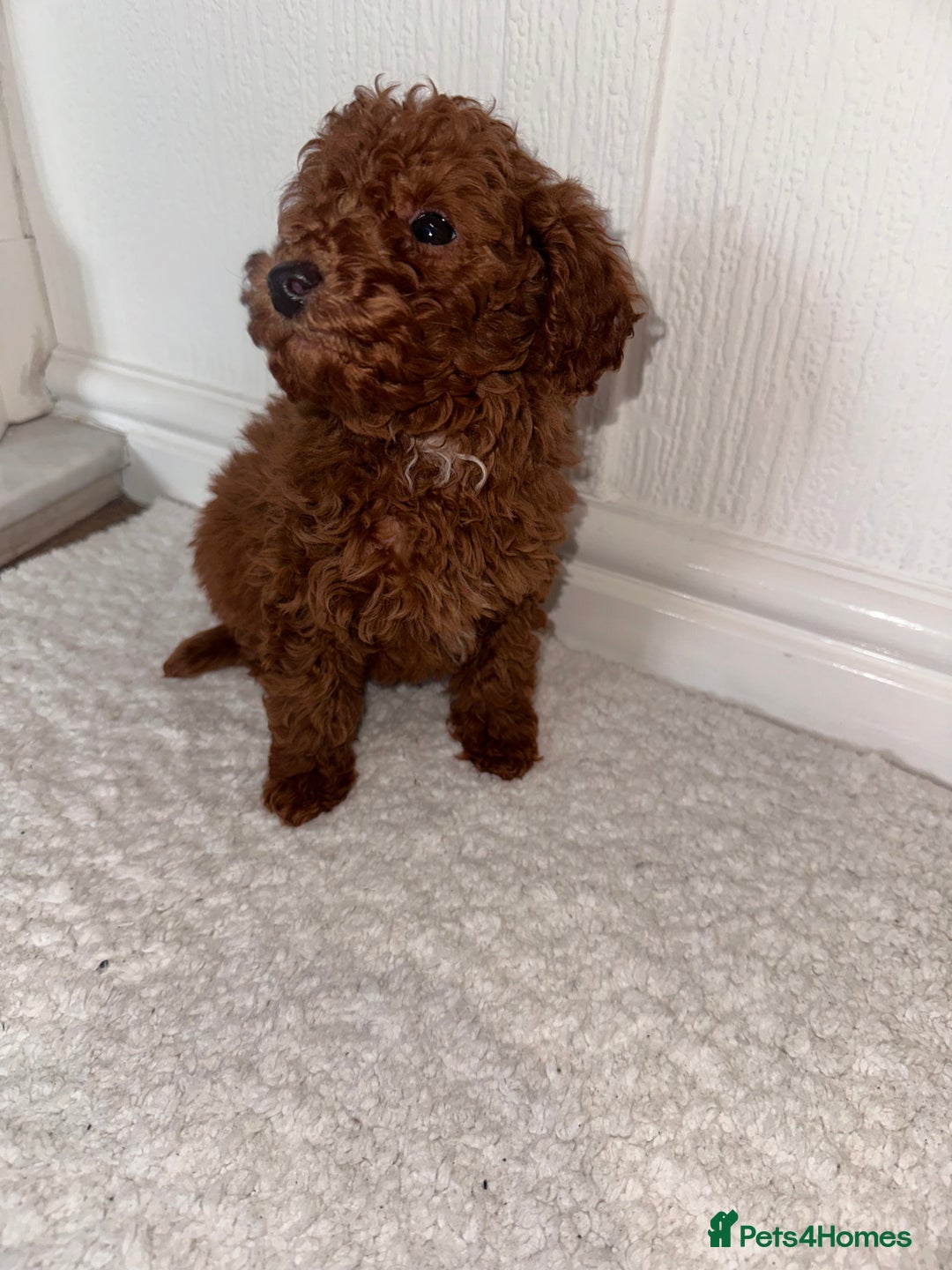 Maltipoo dogs for sale: Red coated maltipoos puppies for sale ♥️🐾 - Advert 7