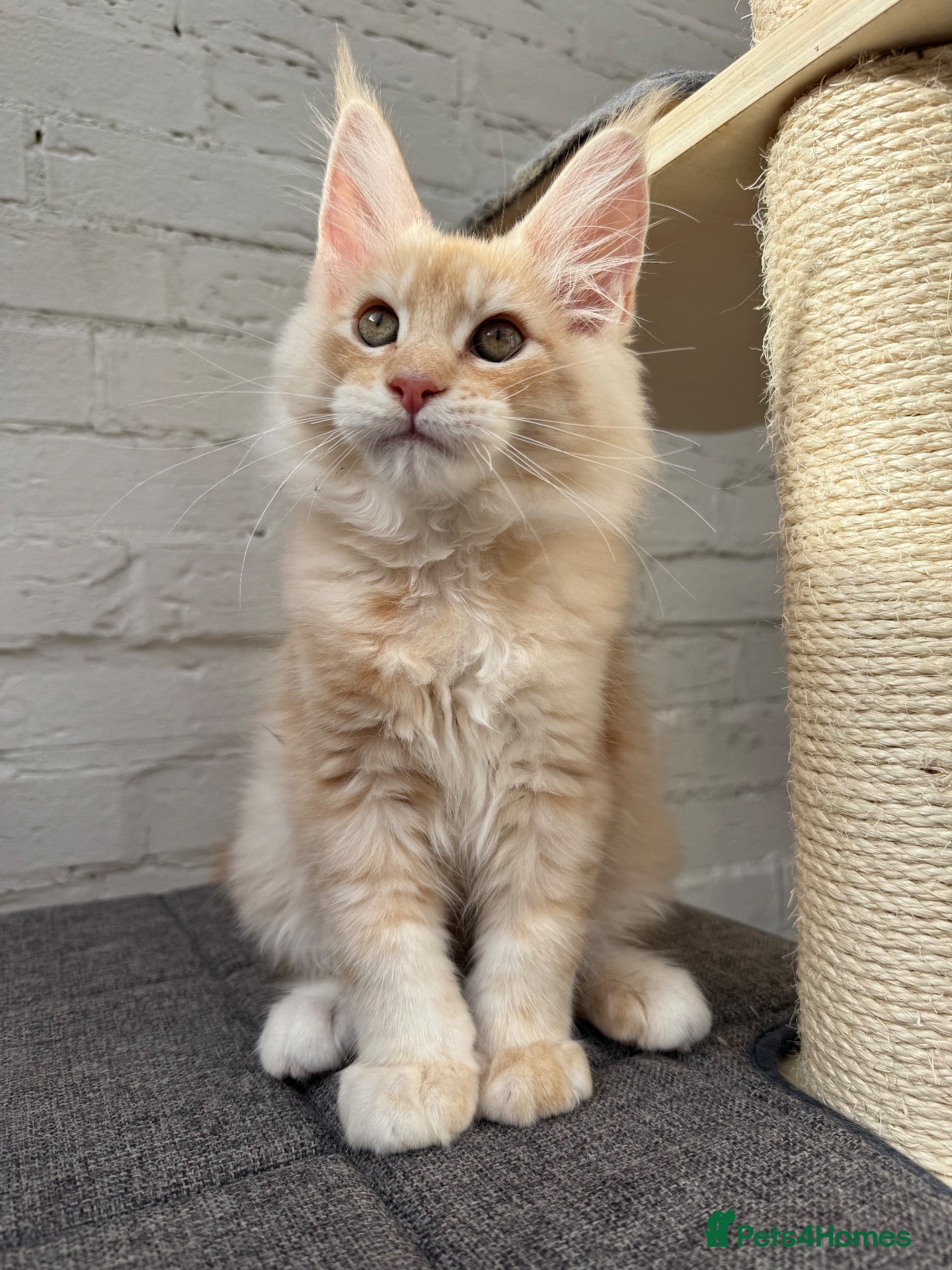 Maine Coon cats Champion Sired TICA Pedigree Maine Coons - Advert 1