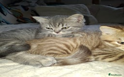 British Shorthair cats for sale: Pedigree British Blue and Tabby Shorthair Kittens - Image 15