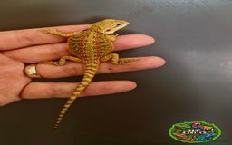 Bearded Dragon reptiles for sale: Pogona vitticeps + vitticeps/Barbata hybrids - Image 34
