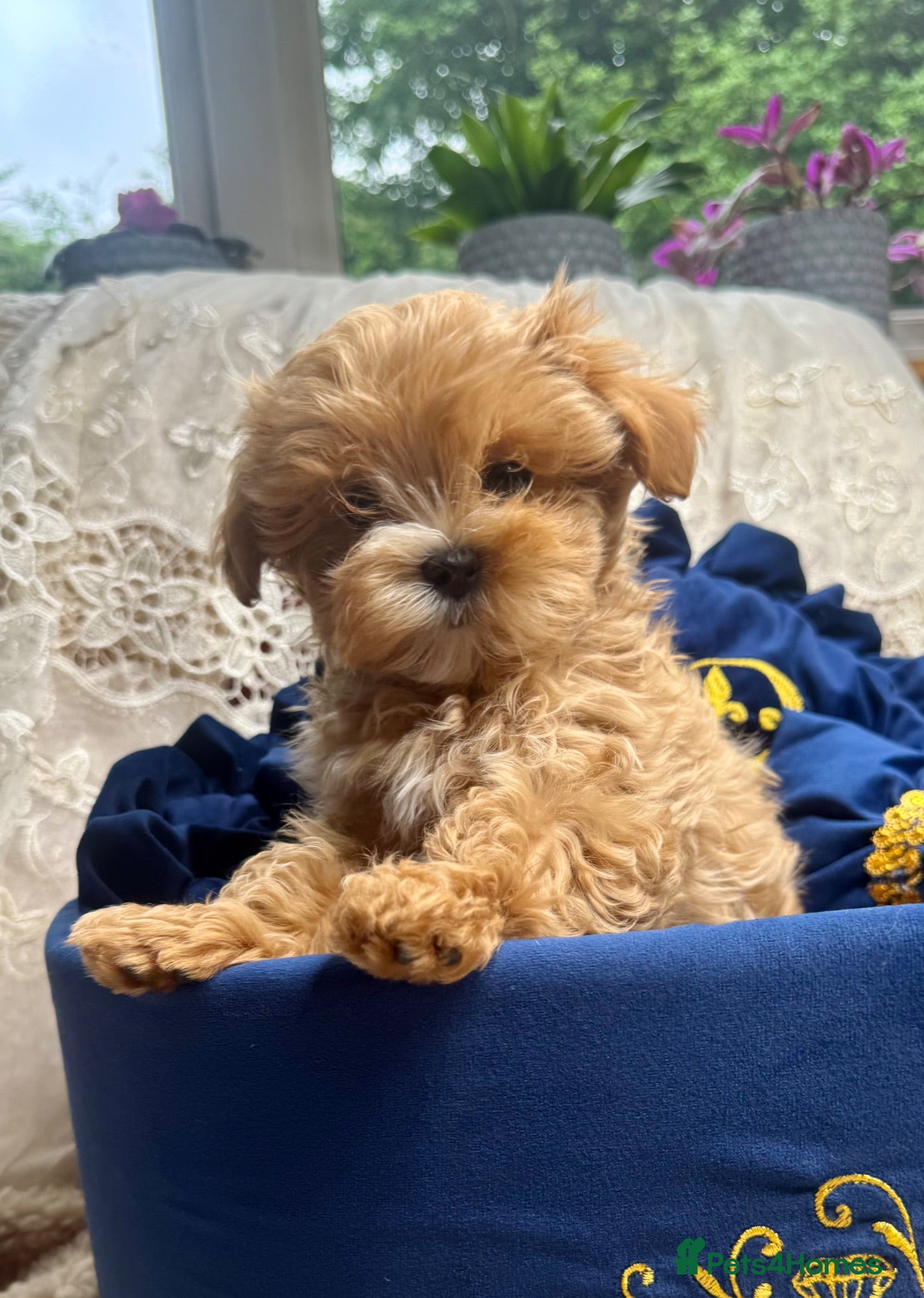 Maltipoo dogs Unique Asian Maltipoo puppies.DNA tested parents. - Advert 1