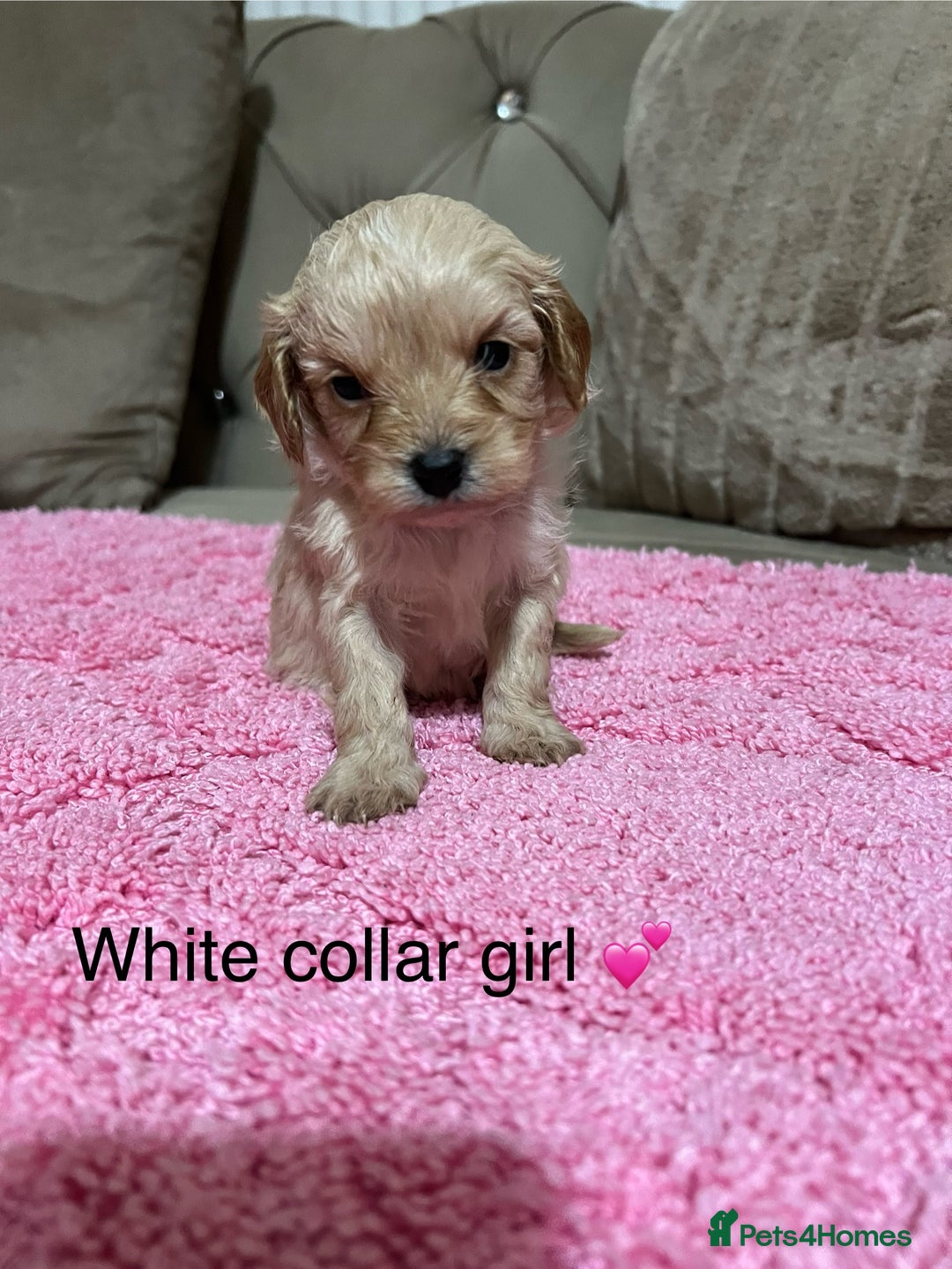 Cavapoo dogs for sale: Health tested cavapoos ready 16th February 🐶 - Advert 13