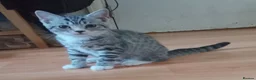 British Shorthair cats for sale: Beautiful Silver Spotted and Silver Tabby kittens. - Advert 3