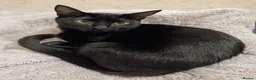 Mixed Breed cats for sale: 2 Beautiful, friendly kittens in Chichester - Advert 1
