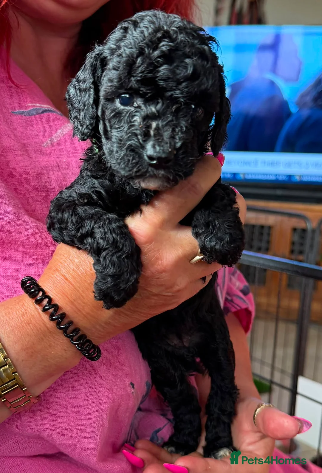 Mixed Breed dogs for sale: Adorable Miniature Poodle Puppies - Advert 12