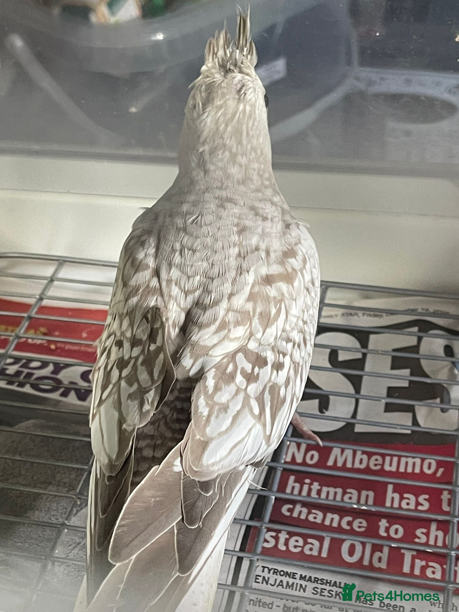 Cockatiels birds Baby cockatiels for sale - read ad for prices  - Advert 2