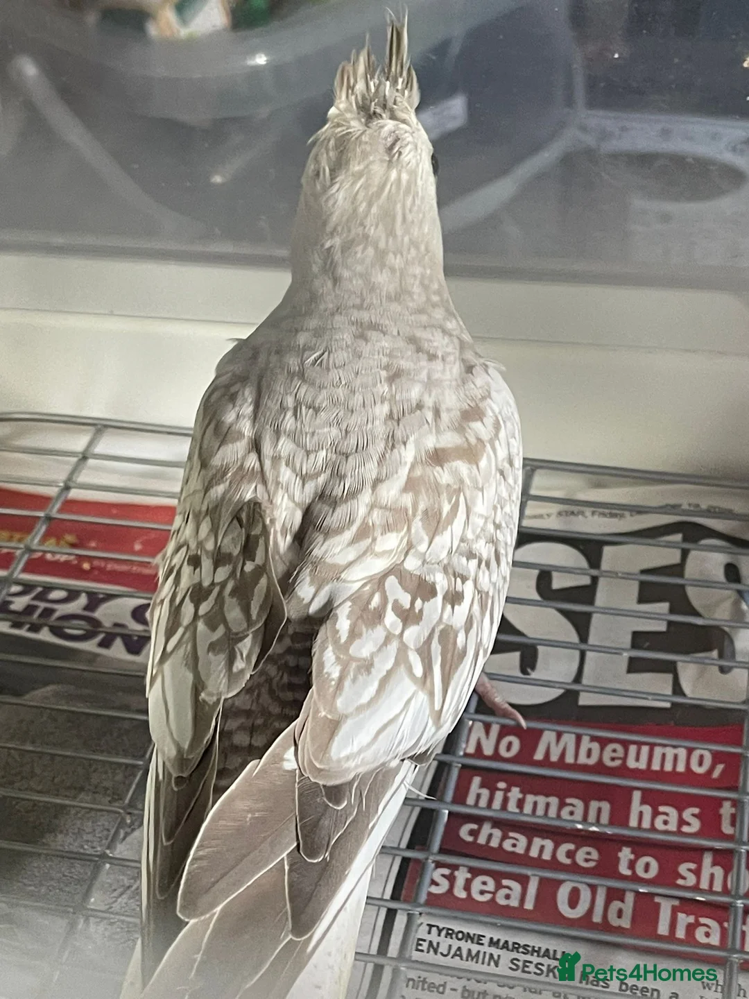Cockatiels birds for sale: Baby cockatiels for sale - read ad for prices  - Advert 2