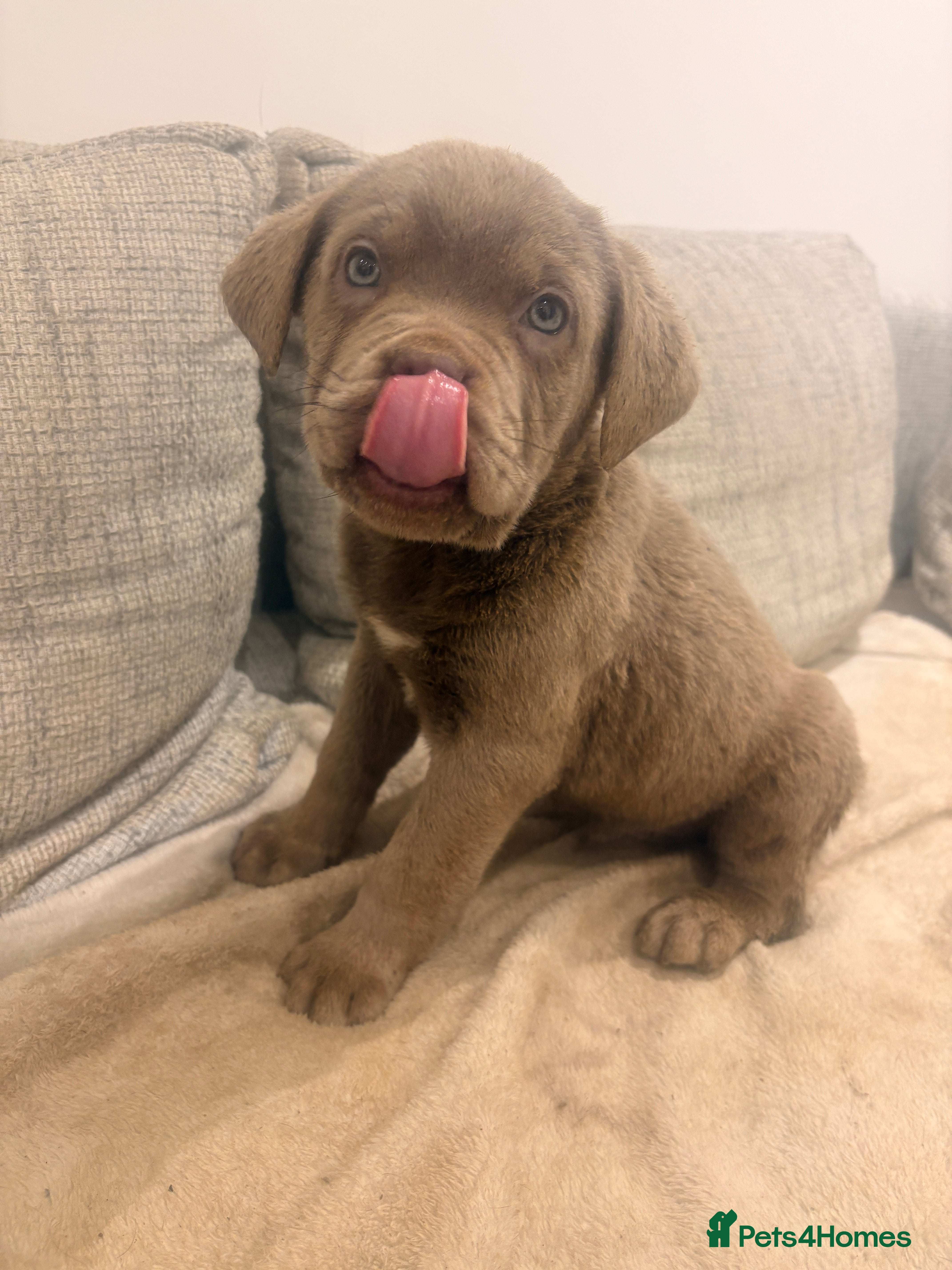Mixed Breed dogs Puppies for Sale and Ready to go!! - Advert 5