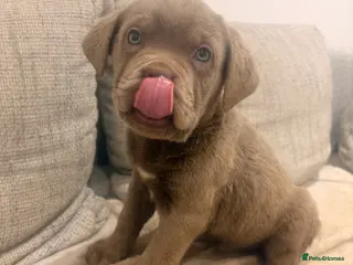 Mixed Breed dogs Puppies for Sale and Ready to go!! - Advert 5