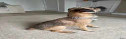 Border Terrier dogs for stud: For stud KC registered full breed border terrier  in Glasgow - Advert 2