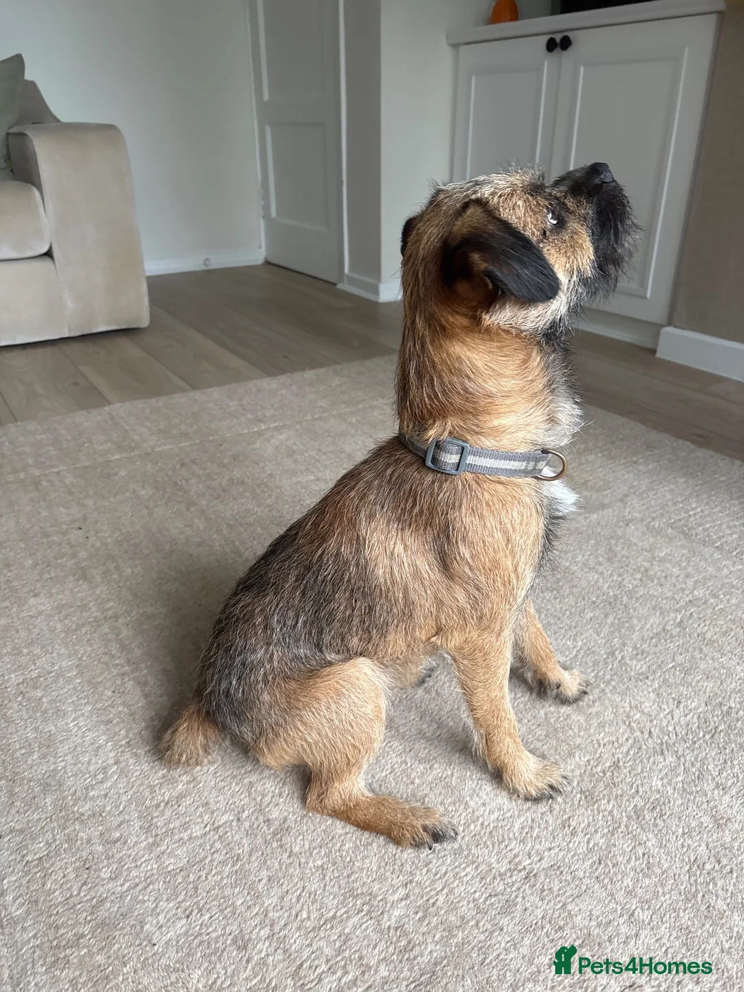 Border Terrier dogs for stud: For stud KC registered full breed border terrier  in Glasgow - Advert 2