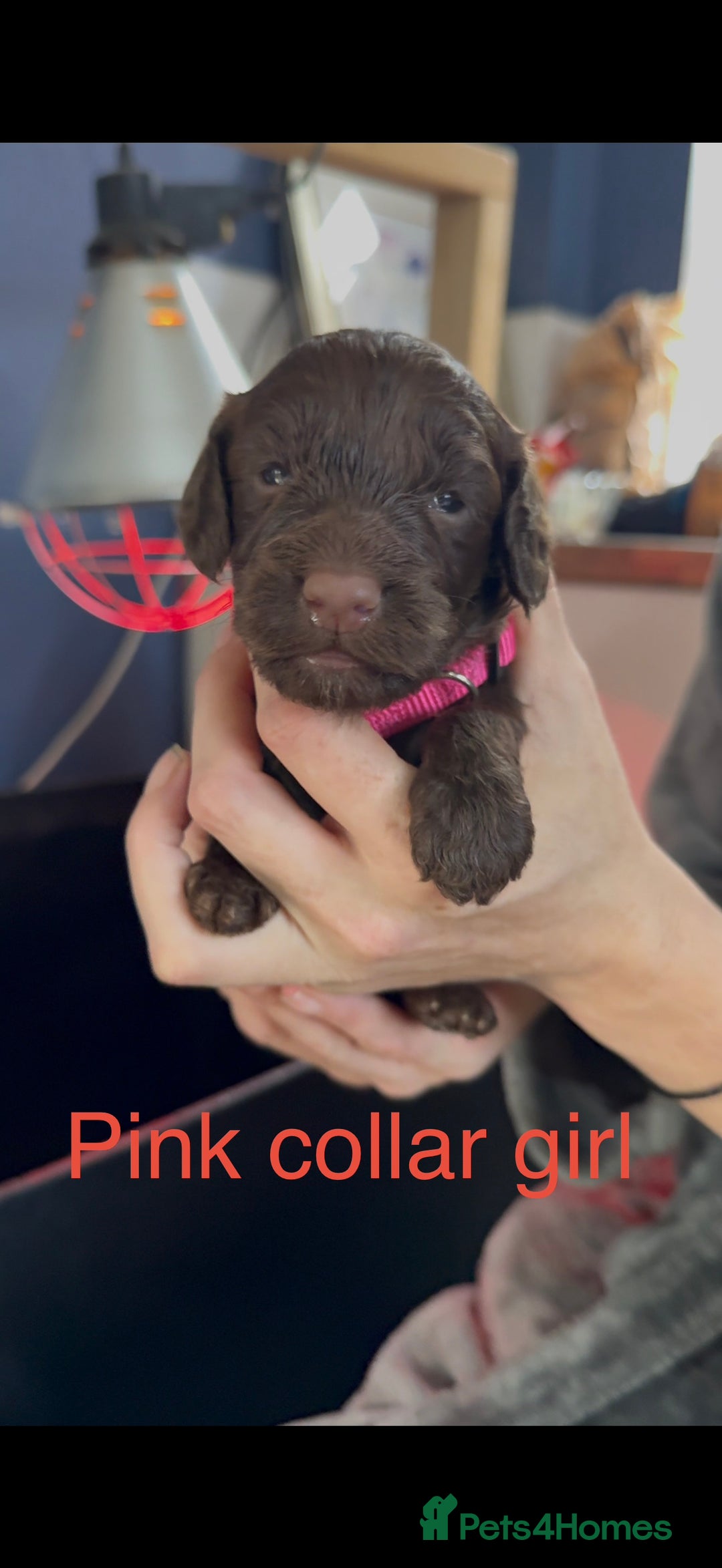Cockapoo dogs for sale: ABSOLUTELY GORGEOUS F1 COCKAPOO PUPS!! - Image 8