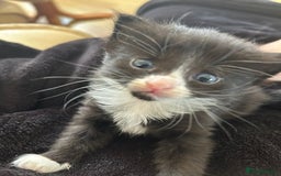 Mixed Breed cats for sale: For sale - Image 9