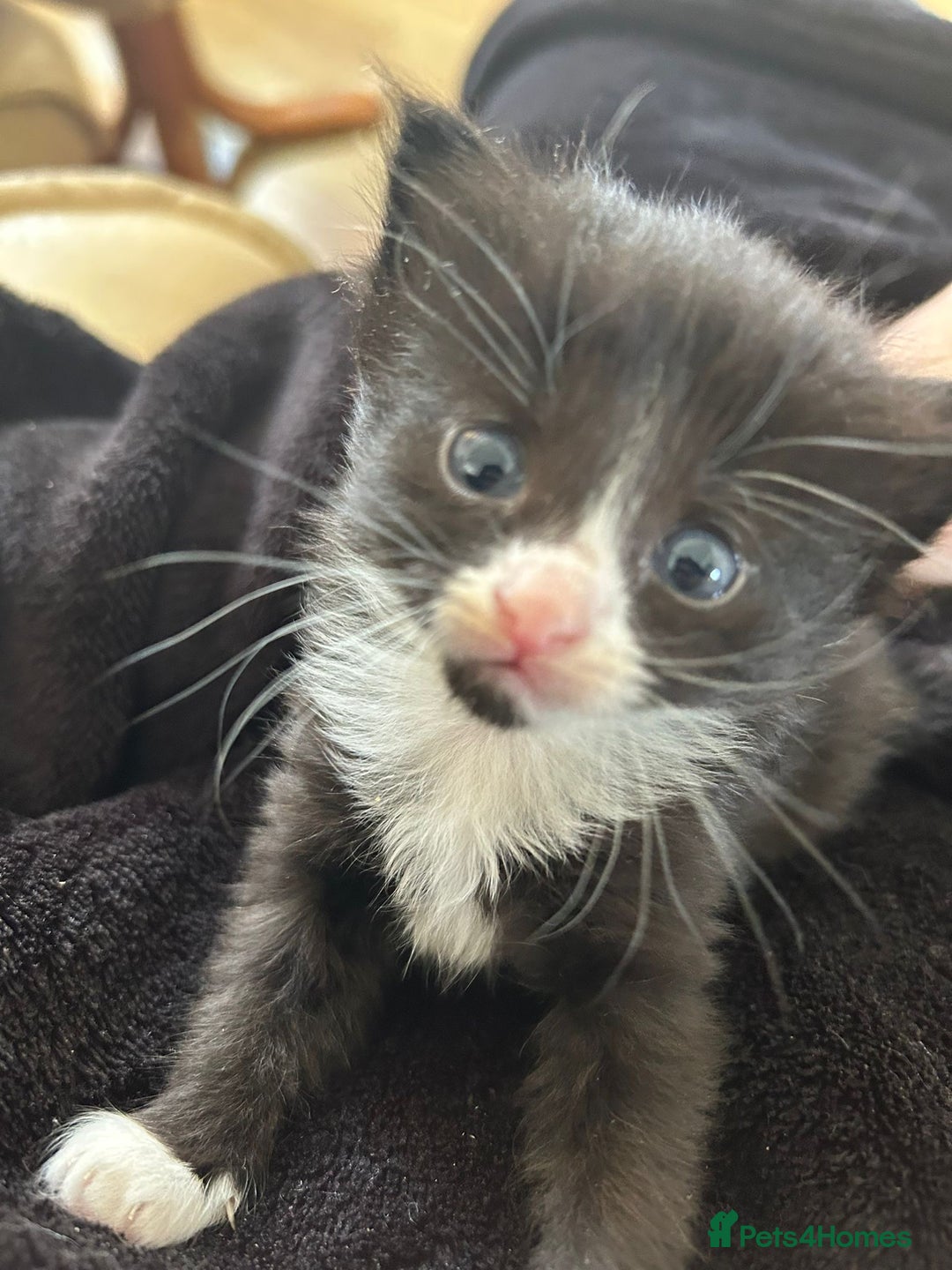 Mixed Breed cats for sale: For sale - Image 9