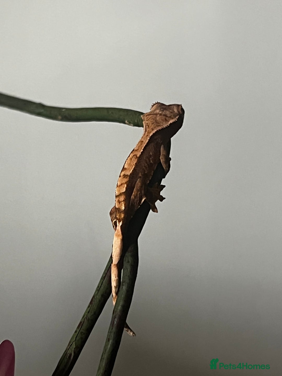 Gecko reptiles for sale: Baby crested geckos. - Advert 4