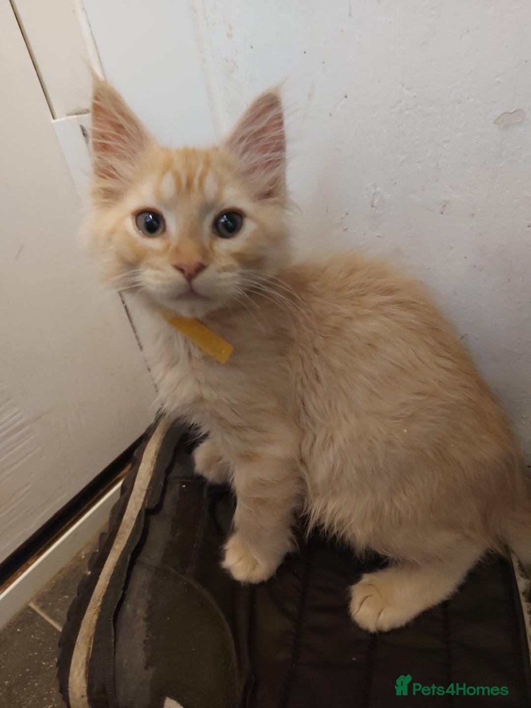Maine Coon cats for sale: Maine coon x sphynx kittens - Image 16