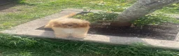 Cavapoo dogs for sale: Cavapoo puppies - Advert 5