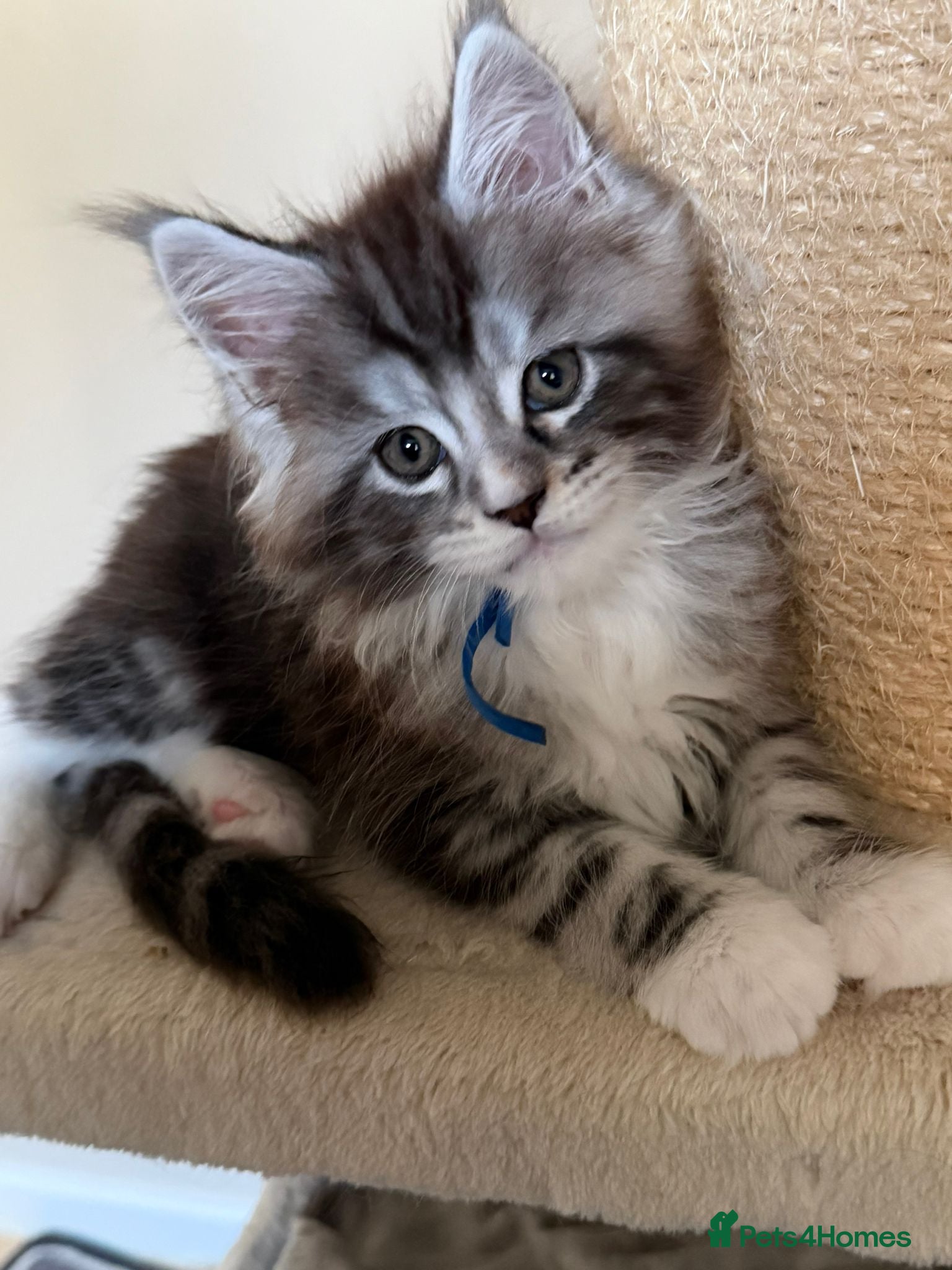 Maine Coon cats Outstanding Quality shaded line Boys - Advert 2