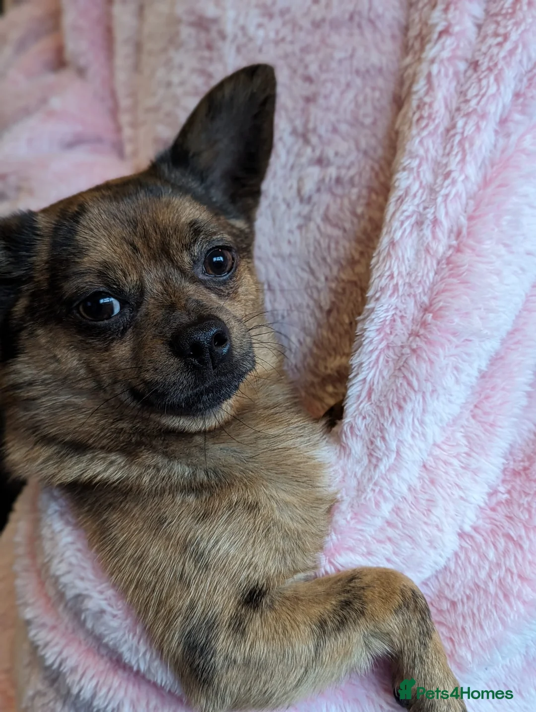 Mixed Breed dogs for stud: POMERANIAN x JACK RUSSELL CHIHUAHUA MIX STUD DOG - Advert 5