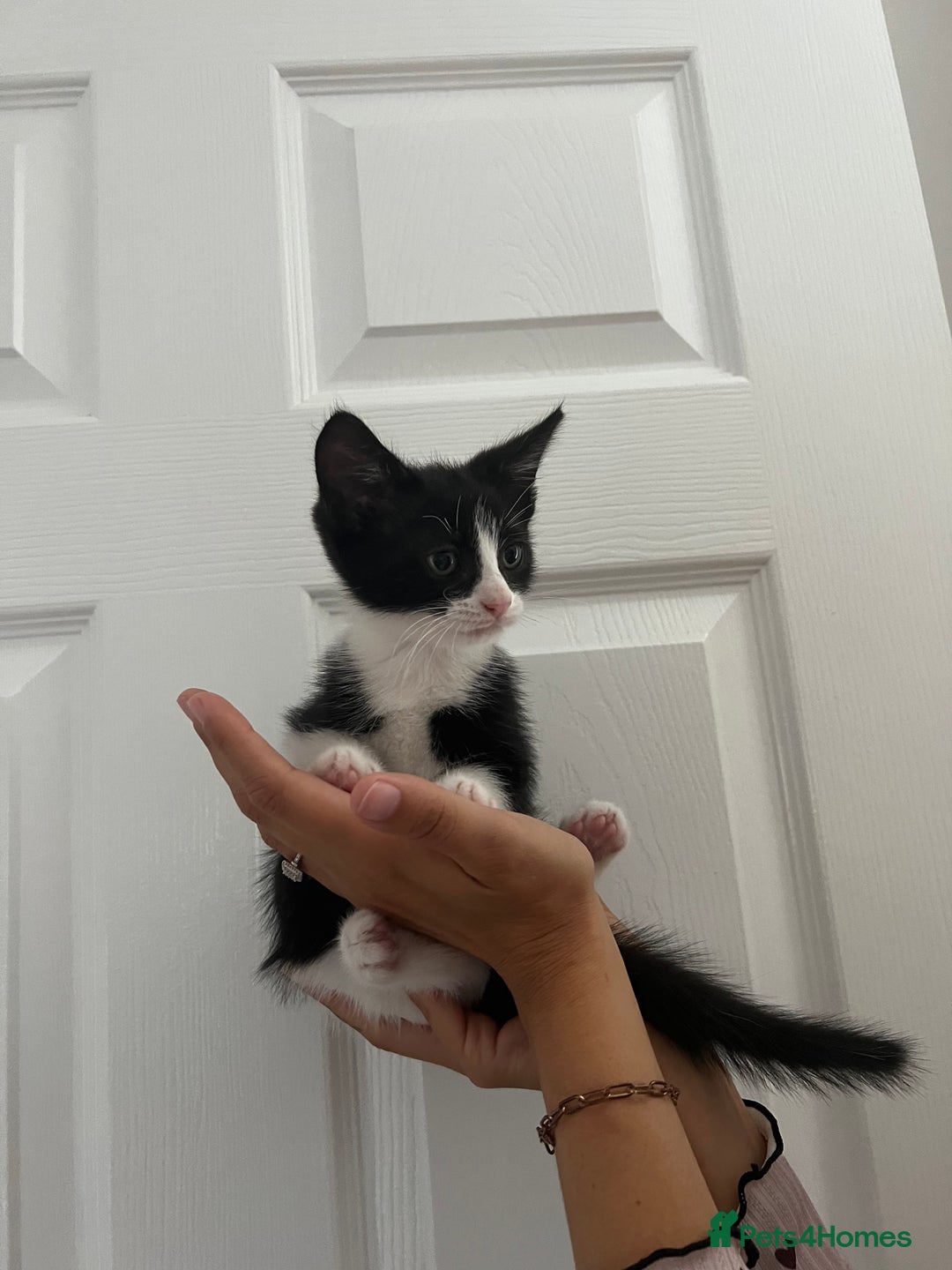 Domestic Shorthair cats for sale: 4 kittens  - Image 3