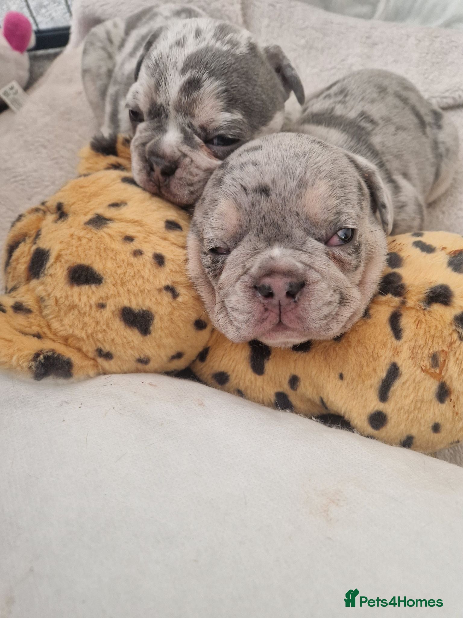 French Bulldog dogs French bulldog puppies looking for home - Advert 12