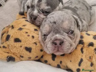 French Bulldog dogs French bulldog puppies looking for home - Advert 3