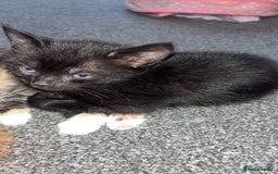 Mixed Breed cats for sale: 2 male 2 female kittens  - Image 12