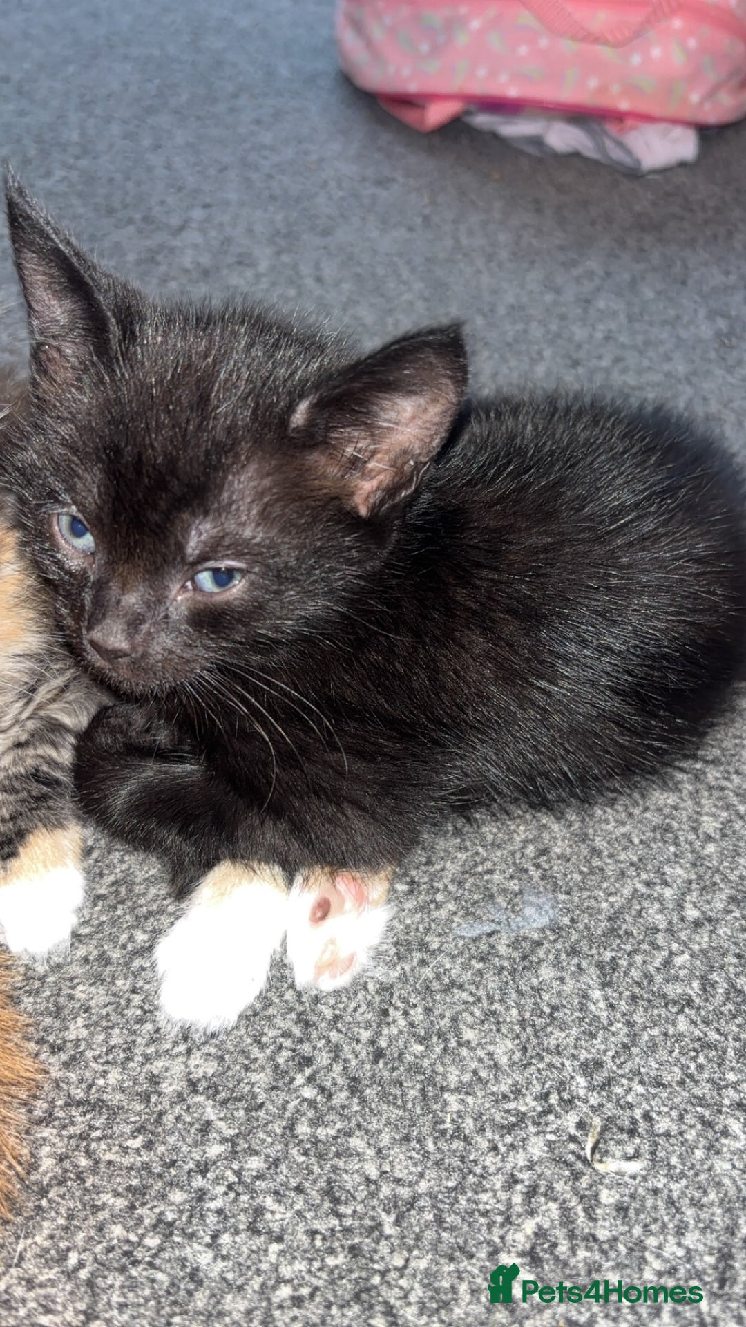 Mixed Breed cats for sale: 2 male 2 female kittens  - Image 12