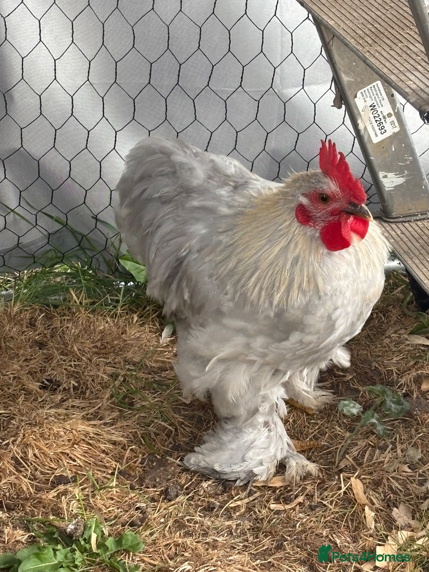 Chickens poultry Lavender Pekin Bantam cockerel ( ** ) - Advert 1