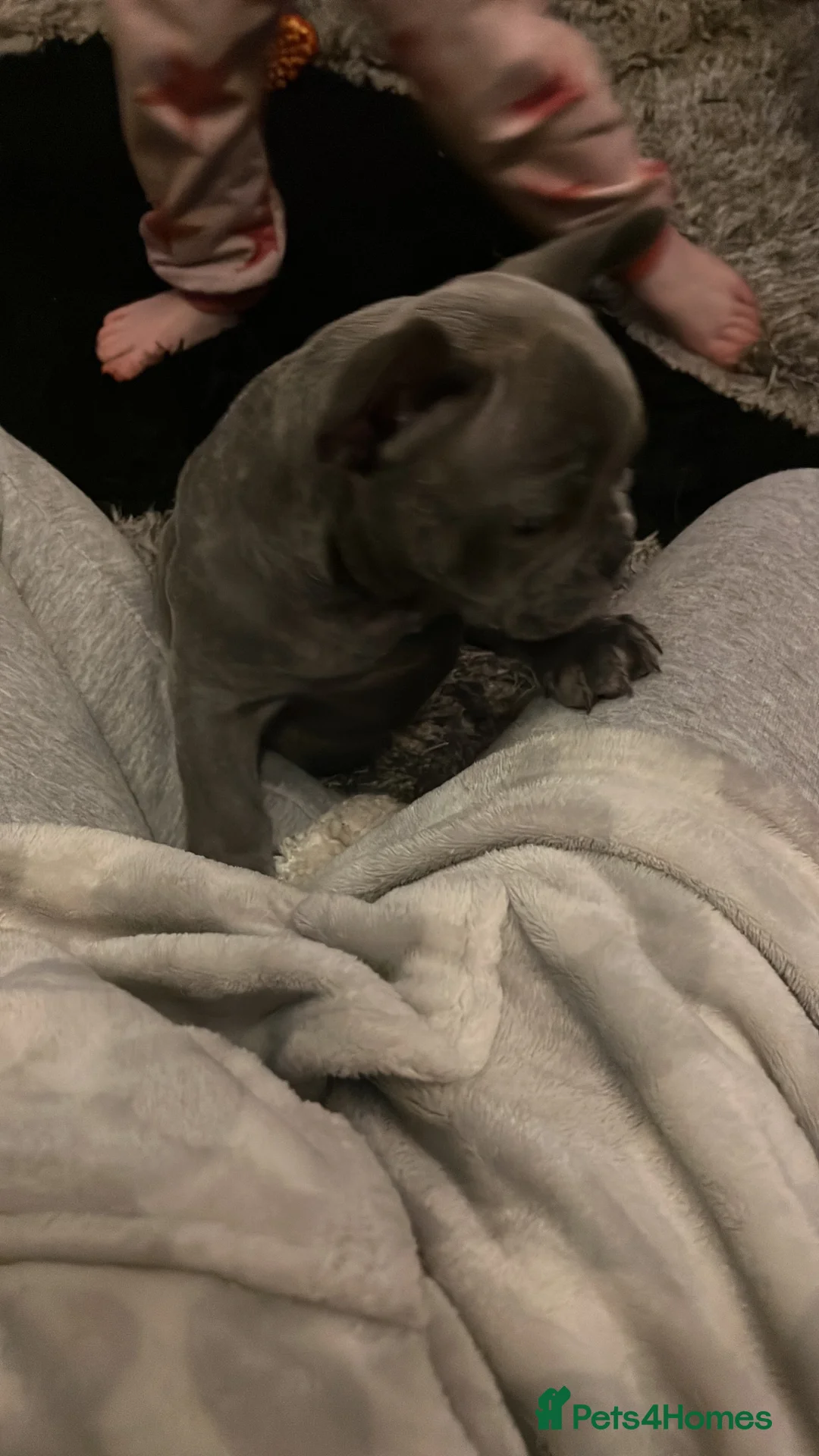 French Bulldog dogs for sale: French bulldog in Stoke-on-Trent - Advert 6
