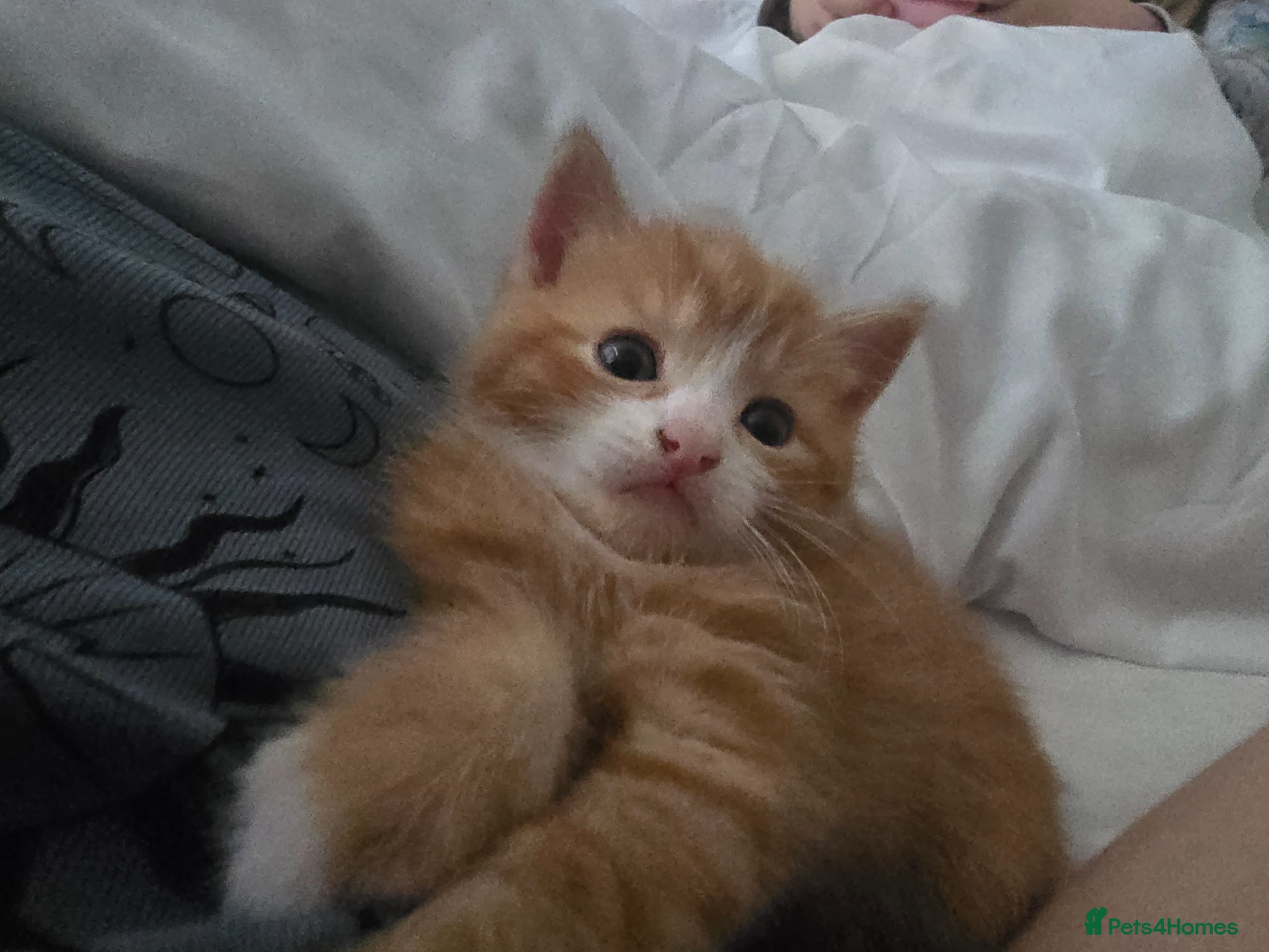 Mixed Breed cats Ginger and white male kitten - Advert 1