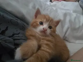 Mixed Breed cats Ginger and white male kitten - Advert 1