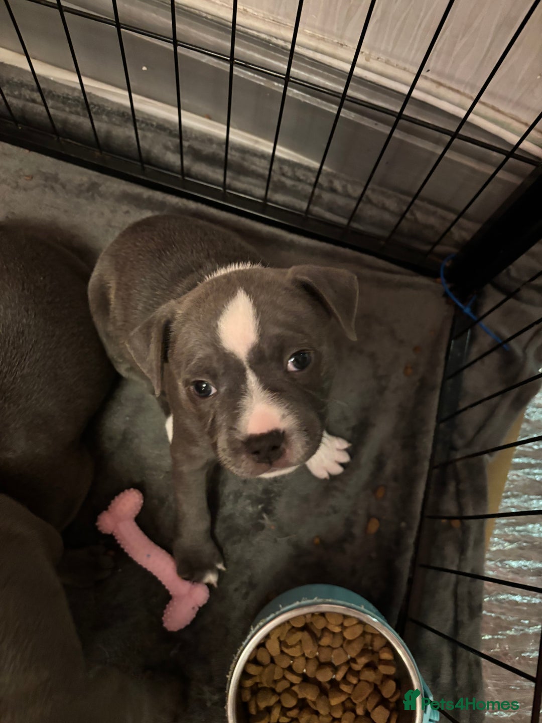 Staffordshire Bull Terrier dogs for sale: Staffordshire Bull Terrier puppies for sale  - Image 12