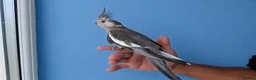 Cockatiels birds for sale: Super Tamed baby Cockatiel for sale - Advert 2