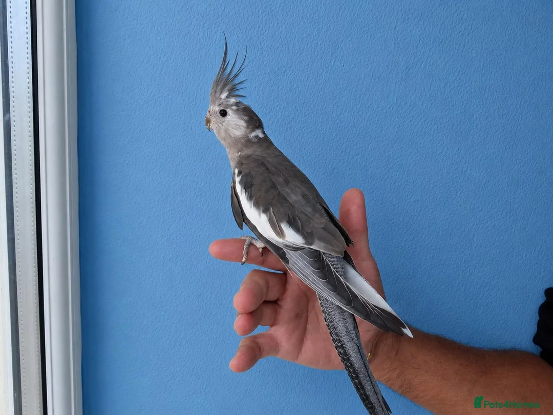 Cockatiels birds for sale: Super Tamed baby Cockatiel for sale - Advert 2
