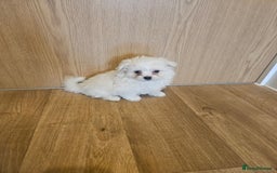 Maltipoo dogs for sale: FINAL REDUCTION F1 dna tested maltipoos - Image 6