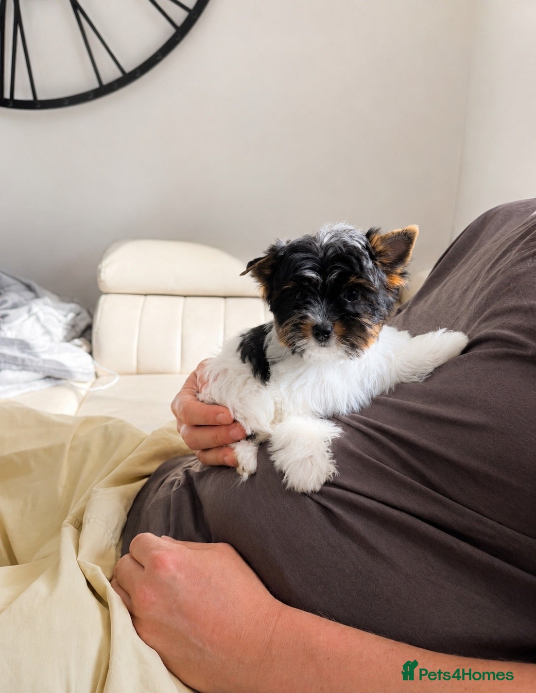 Yorkshire Terrier dogs Last Two Beautiful Biewer Puppies - Ready Now - Advert 2