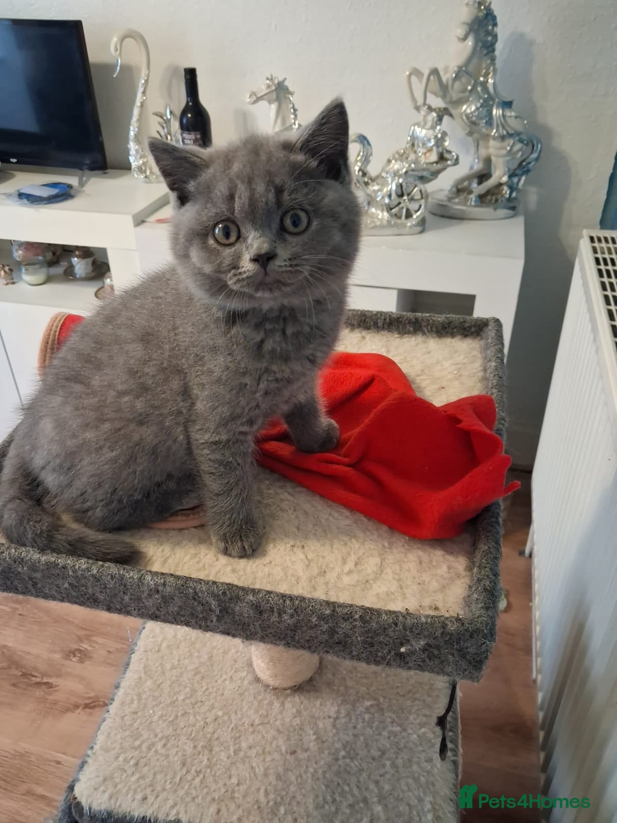 British Shorthair cats British short hair - Advert 14