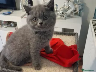 British Shorthair cats British short hair - Advert 14