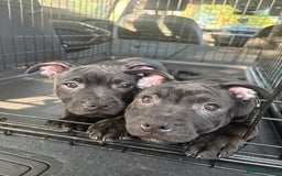 Staffordshire Bull Terrier dogs for sale: Staffy pups  - Image 5