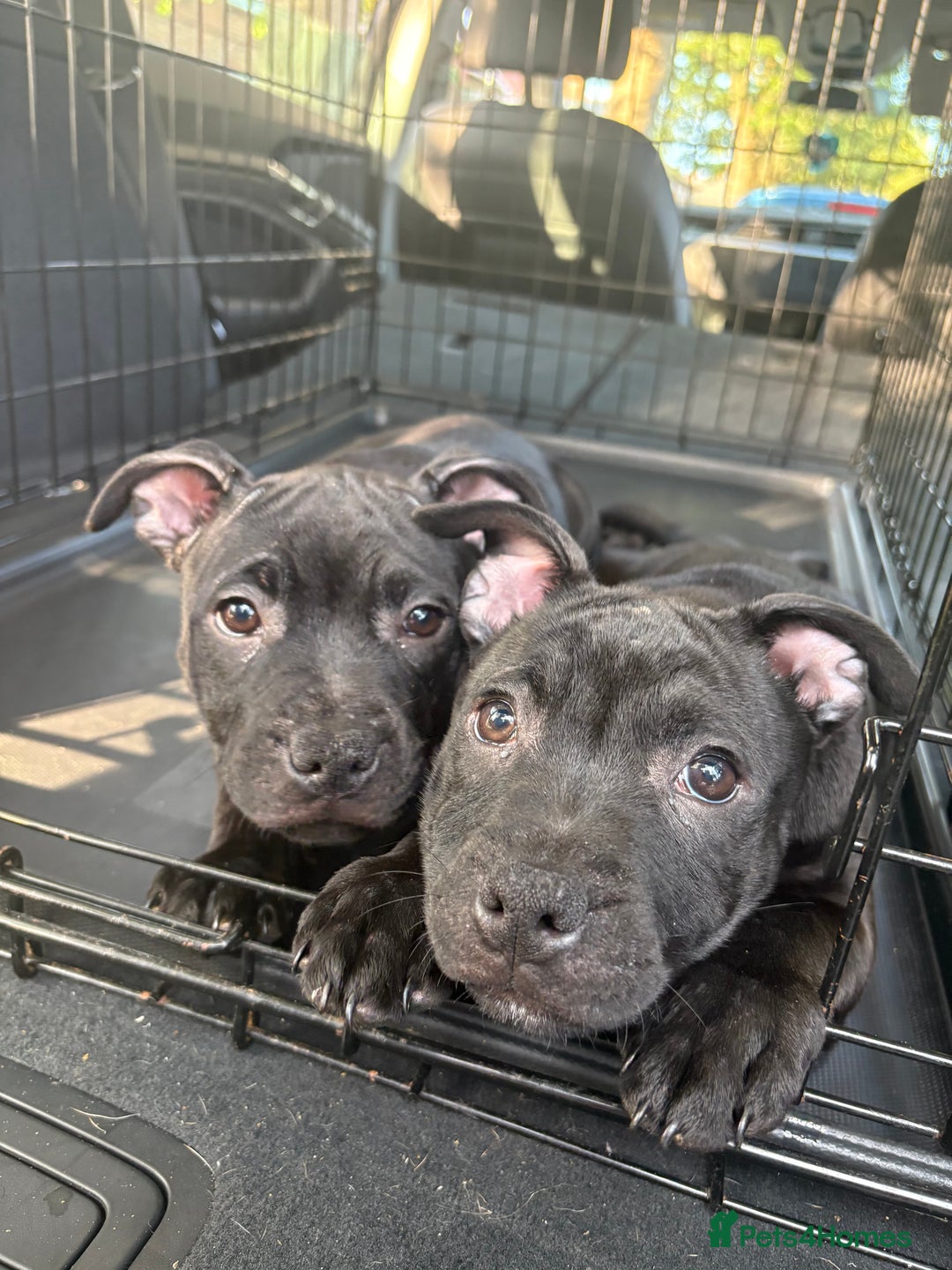 Staffordshire Bull Terrier dogs for sale: Staffy pups  - Image 5